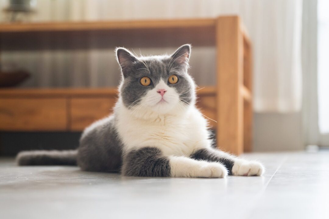 Holly the Cat Turns into Liquid, Escapes Room By Smushing Herself under Door