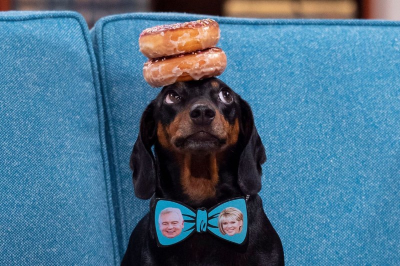 Balancing King Harlso the Dachshund Proves He’s Better Than Jimmy Fallon on <em>The Tonight Show</em>