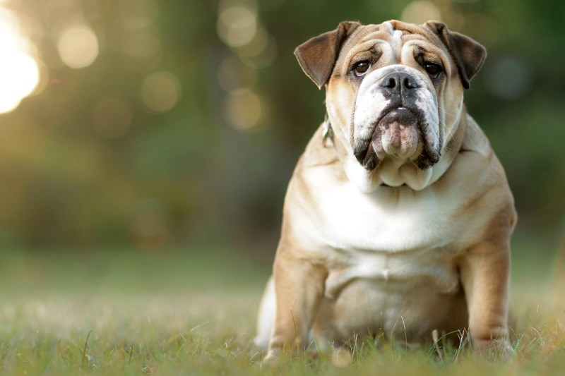 Pet Obesity Is on the Rise-And Not Just Because of the Pandemic-According to New Study