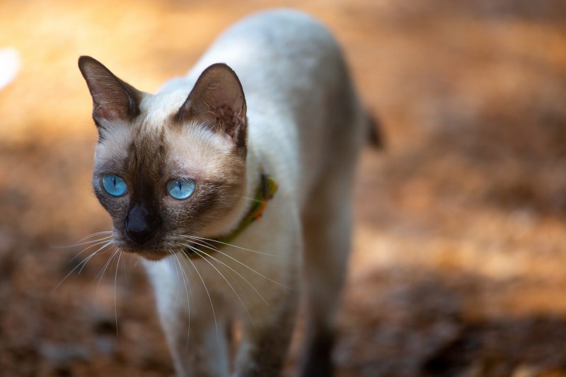 Watch This Youngster Rescue a Stranded Cat from a Storm Drain in Brazil