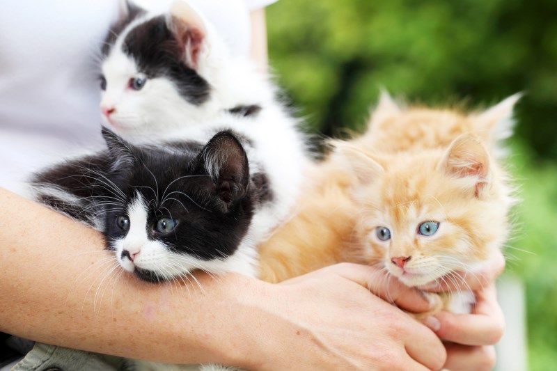 Kitten Season: It’s the Best Time to Adopt As Your Shelter Takes in Litters of Newborn Cats