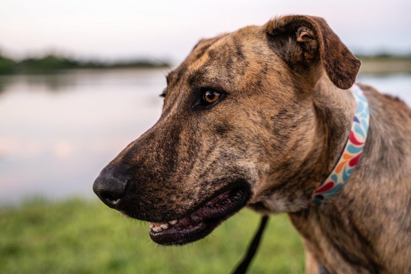 Rescue Dog Rings Doorbell To Get Back Inside Home After Going Missing For 7 Hours