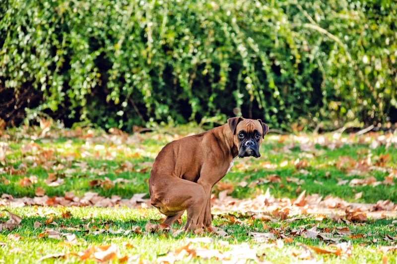 Pet Waste Pros Are Bagging Tons of Dog Poop. Here’s Why Business Is, Er, Picking Up