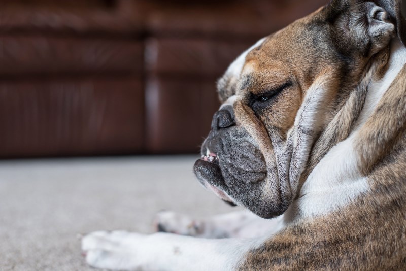 Hero Garbage Man Saves Dog Found in Dumpster Who’d Just Given Birth to Puppies