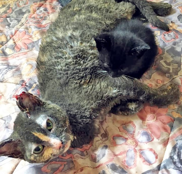 Heroic Mother Cat Rushes into Burning Barn to Save Her Kittens