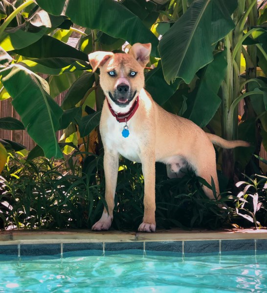 10 Reasons Why You Should Adopt Hank, the Foster Dog Who Inspired His Own Website Filled With F-Bombs