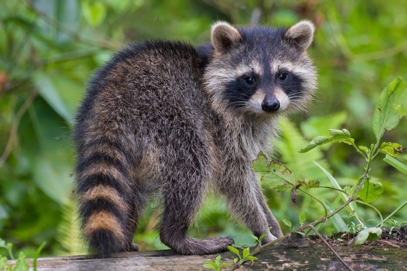 Bask in the Utter Cuteness of This Kitten and Baby Raccoon’s Wrestling Match Caught on Video