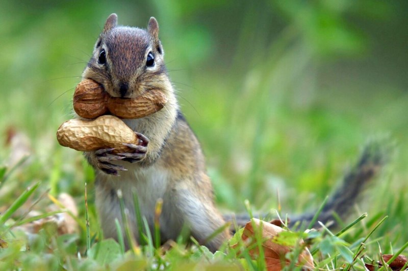 We Can’t Stop Watching the Chipmunks of TikTok Cram Crazy Amounts of Food into Their Mouths