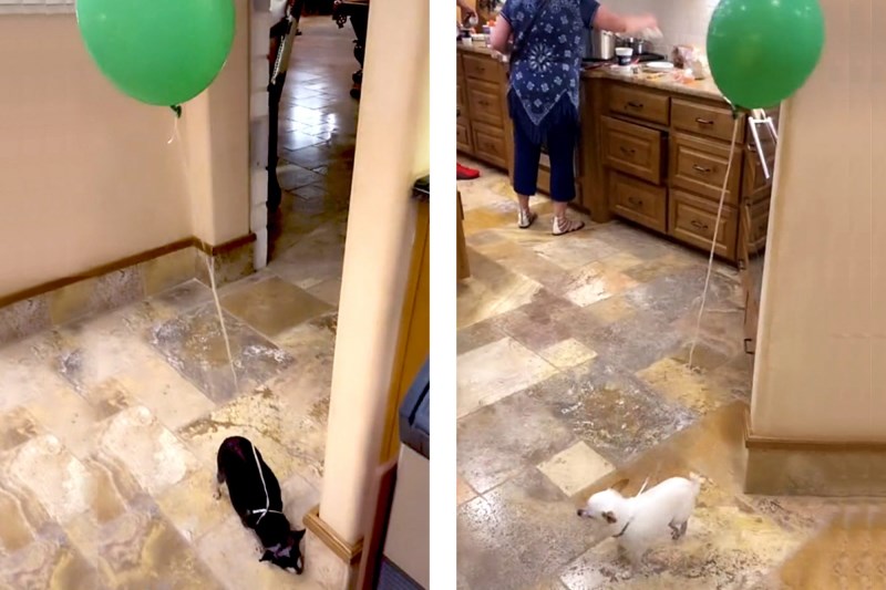 Viral TikTok Shows How to Keep Track of Small Dogs: Attach Them to Balloons