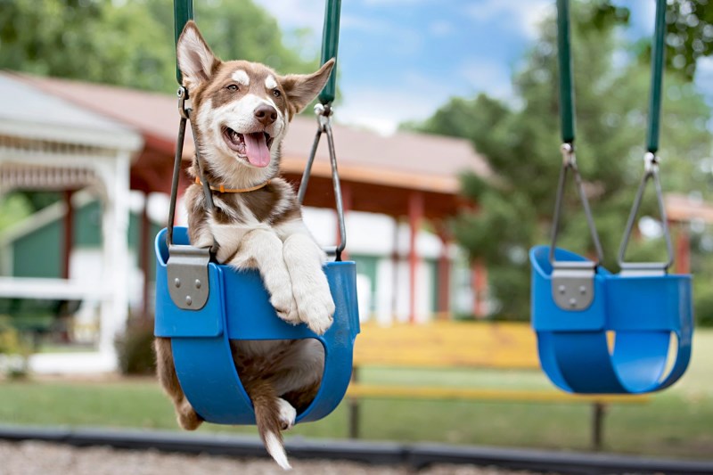 Enjoy These Wholesome Viral Videos of Older Men Pushing Their Dogs in Swings