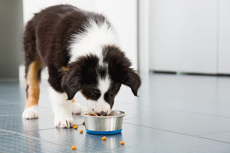 Sunshine Mills Recalls 6 Kinds of Dog Food Because of Potentially High Levels of Aflatoxins