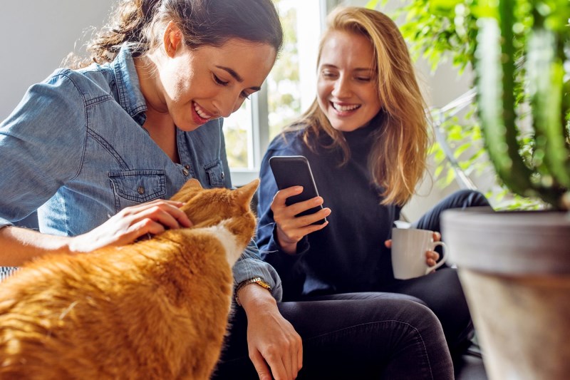 This New App Could Tell You Whether Something’s Wrong With Your Cat