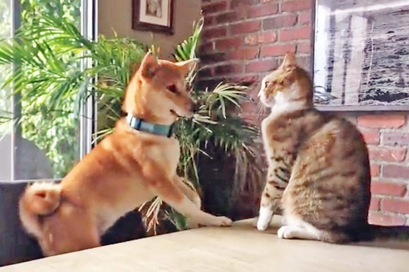 The Internet Thinks This Cat Knocked a Dog off a Chair: Daily Paws Investigates