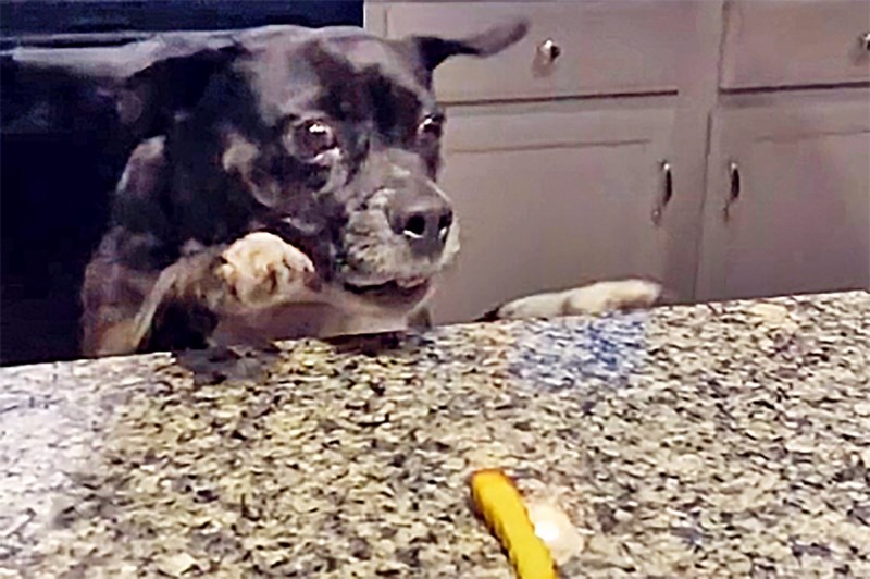 This Dog Is All of Us Just Doing Anything We Can to Get a Snack