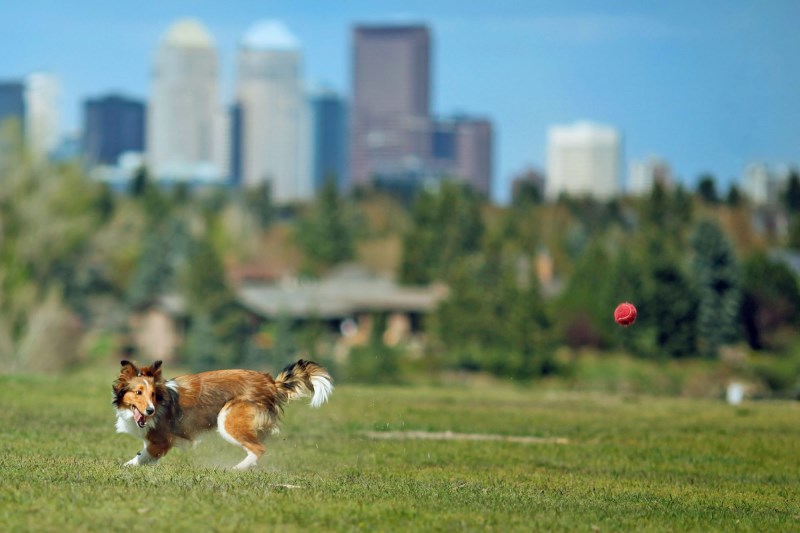 WalletHub Lists Its 10 Most Pet-Friendly Cities in the United States for 2021