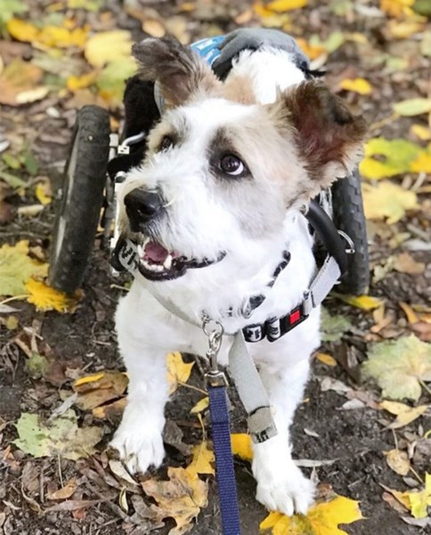 ‘He’s Just So Happy’: Basil the 2-Legged Dog Is Living the Good Life After Experiencing Unimaginable Pain