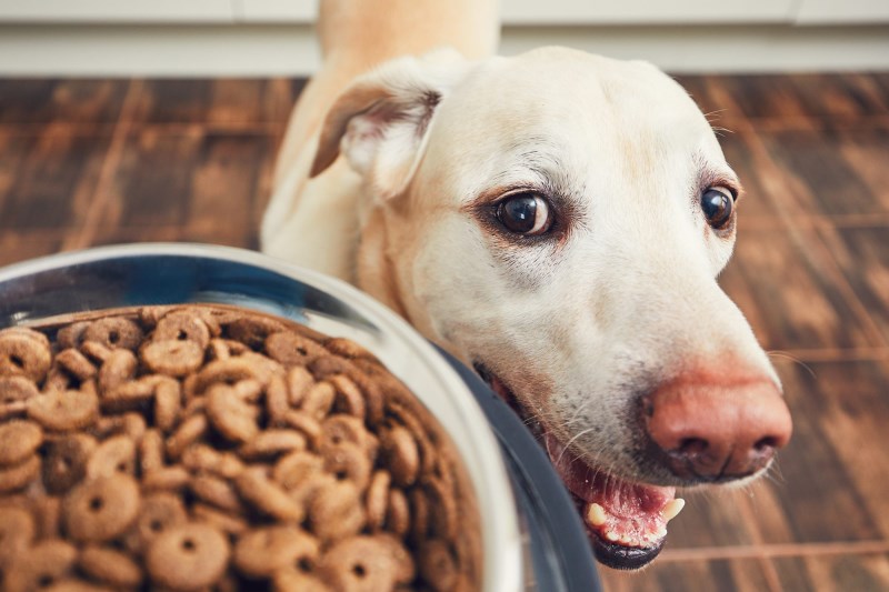 Top Quality Dog Food Recalls Beef Product Because of Possible Salmonella, Listeria Contamination