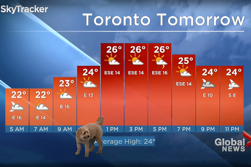 Watch This Goldendoodle Interrupt His Dad’s Weather Forecast in Hilarious Video