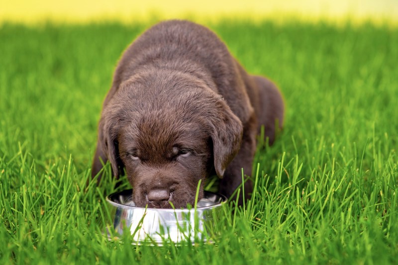 PetSmart Recalls Dog Bowls After Customers Reported Cuts From Metal Edge