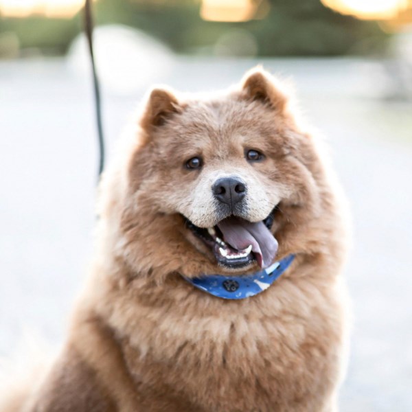 Meet the 10 Finalists for <em>People</em> mag’s World’s Cutest Rescue Dog Contest