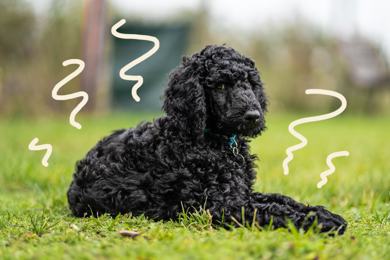 Kentucky’s First Family Hilariously Retells the Story of Their Dog Winnie’s Skunking