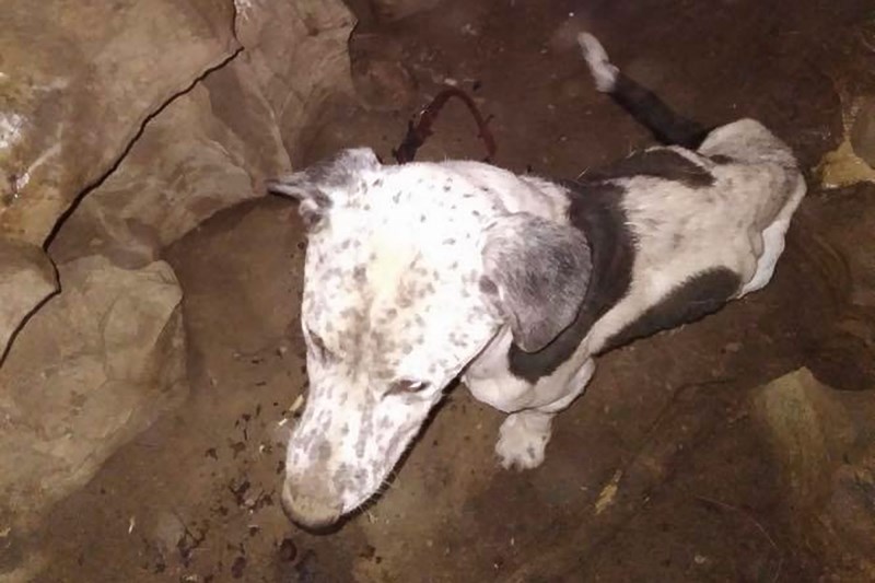 Watch Hawkeye the Dog Reunite With His Family After Spending Days at the Bottom of a 30-Foot Pit