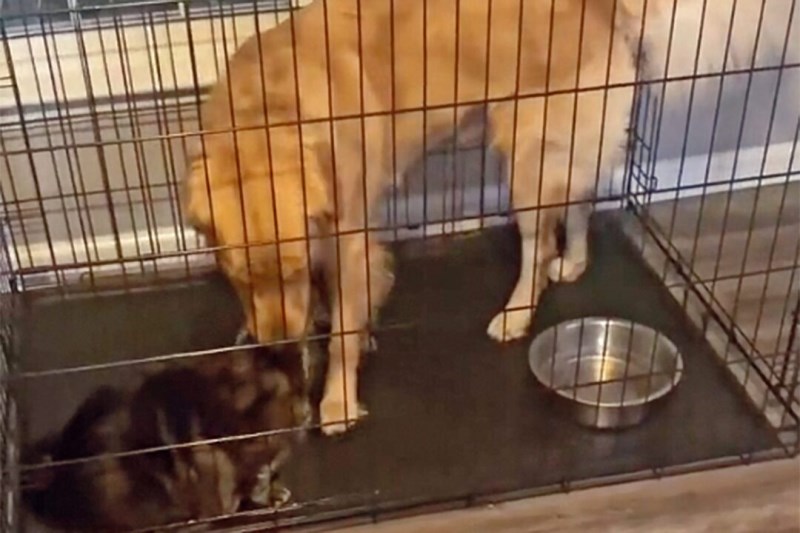 This Very Smart Cat Tricks Dog Into Cage, Gets All the Attention From His Owner