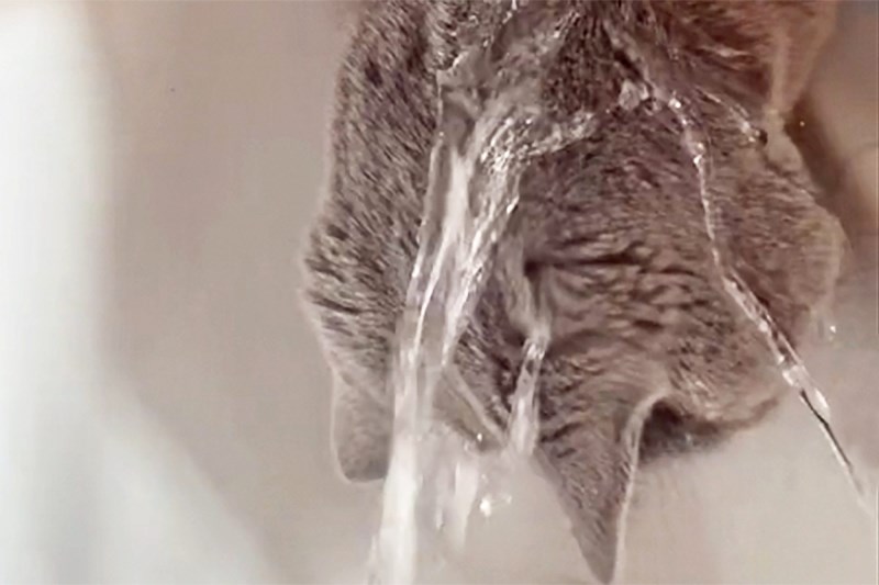 Waterproof Cat Video: How Is Water Not Sticking to This British Shorthair Cat?