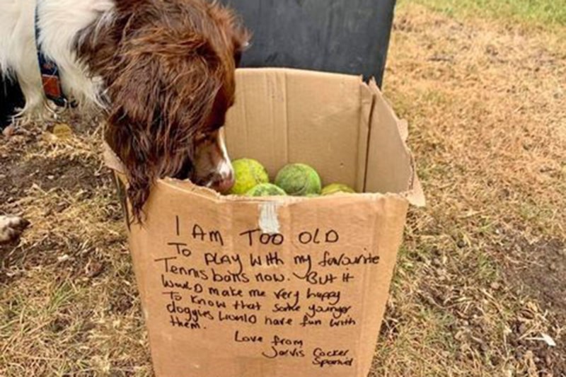 Older Cocker Spaniel Leaves Box of His Tennis Balls at Park With Incredibly Sweet Message