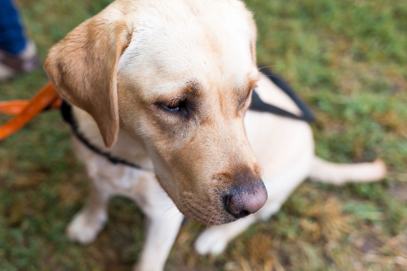 Whoops! Watch This Sweet Guide Dog Trainee Accidentally Topple Over a BBC Weather Presenter