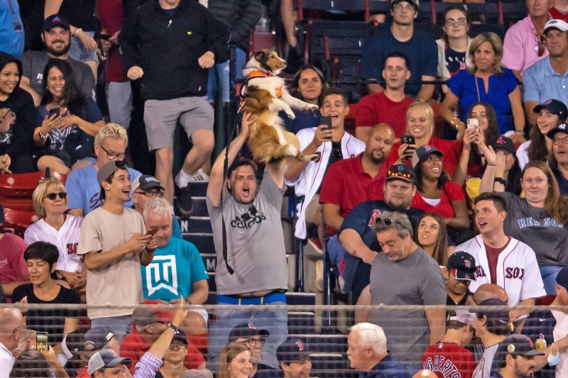 Have You Heard of the Simba Cam at Baseball Games?