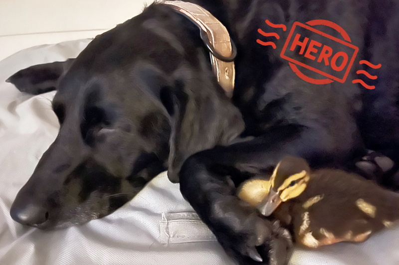 This Hero Labrador Is Recovering After Saving Her Duck Friends From an Alligator Attack: ‘It’s Amazing’