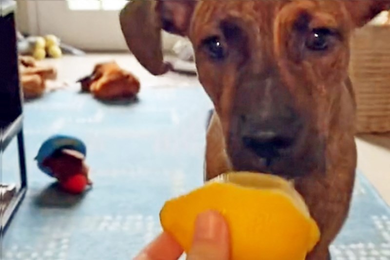 Watch: Dog Reacts to a Lemon and Is Seemingly Perplexed by Zesty Fruit