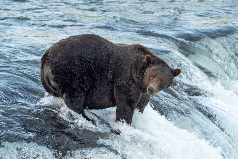 You’ve Gotta See the Bears at Katmai National Park Who Are in the Running for Fat Bear Week