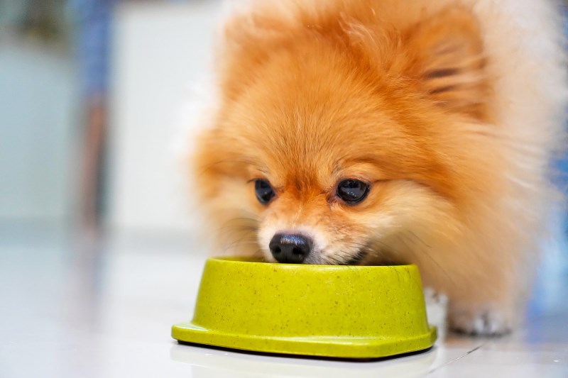 Fromm Family Pet Food Recalls Canned Dog Foods Because of Possibly High Levels of Vitamin D