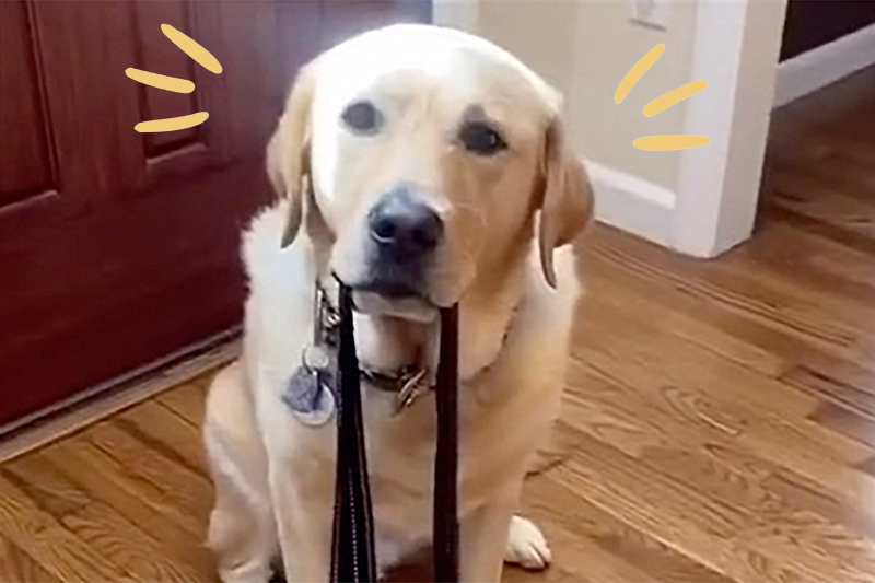 Watch This Labrador Retriever Show Exactly What It’s Like Every Time Dog Parents Try to Leave the House