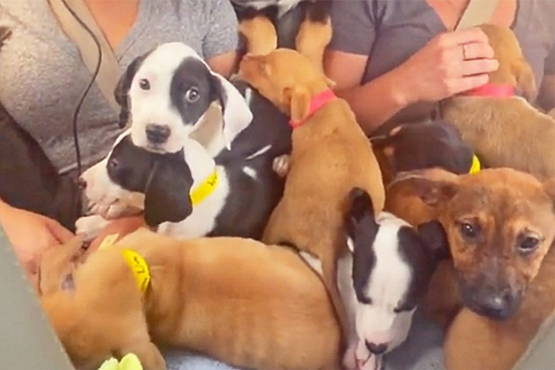 ‘I Didn’t Want to Land’: the Story Behind the Viral TikTok of the Airplane Full of Puppies