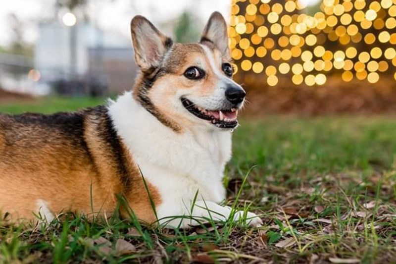 Beers and Barks Abound at Hair of the Dog Park Bar