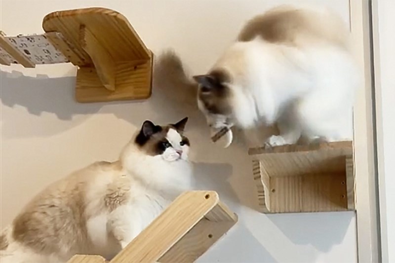 We’re Obsessed with this Viral Video Showing Off the World’s Most Impressive Obstacle Course for Cats