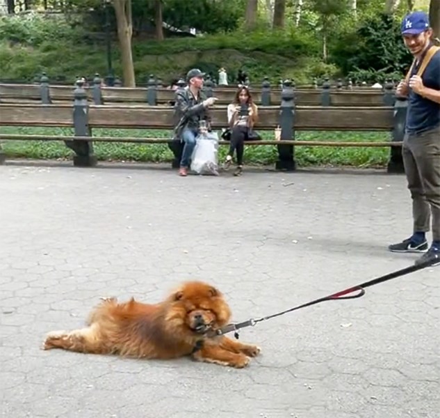 This Chow Chow Refusing to Walk Is All of Us Going Into Work on Mondays