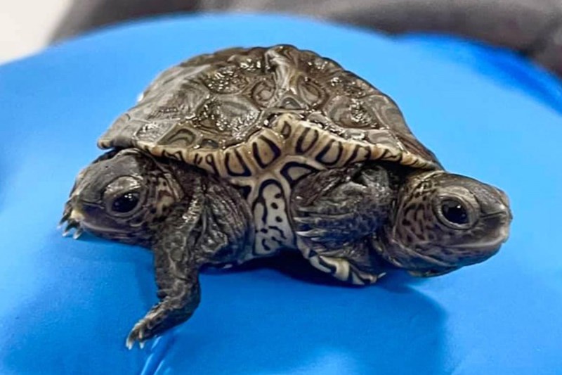 Twice As Nice: Double-Headed Turtle Is Loving Life at Cape Cod Wildlife Center