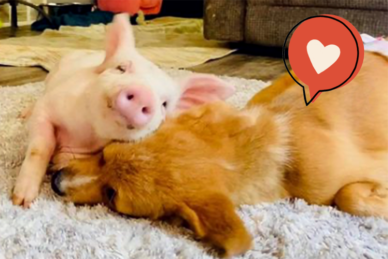 Special Needs Puppy Winnie Becomes BFFs With Piglet Wilma and Our Hearts Explode Just Looking at Them