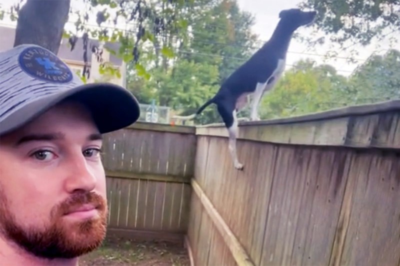 Watch This Incredible Jumping Dog Scale Her Huge Backyard Fence Like It’s Nothing in Amazing TikTok