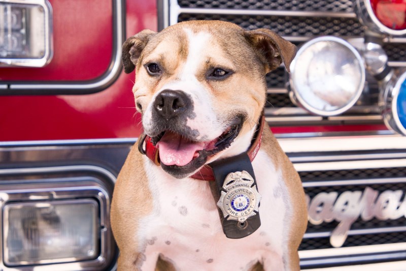 Hansel the Pit Bull Barely Escaped Euthanasia. Now, He’s Investigating Arson Cases With His Partner