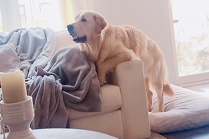 Charlie the Golden Retriever’s Excitement for His Favorite Cartoon Is All of Us Getting Ready to Binge ‘Dug Days’ on Disney+