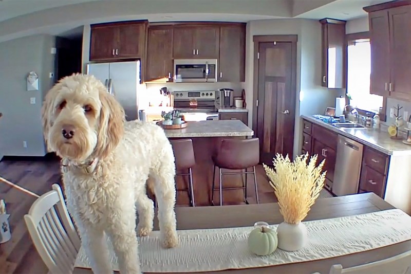 Watch Goldendoodle Millie Hysterically Ignore Her Mom’s Pleas to Get Off the Kitchen Table