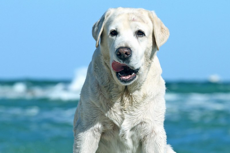 This Video of a Labrador Leaning Out of a Boat to Kiss a Whale Shark Is Just the Sweetest Thing