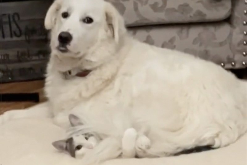 Watch This Cat’s Reaction When Sat on by His Dog Sibling in Comical Viral Video