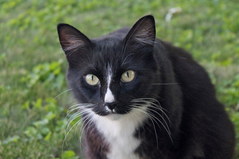 Cat Chases Coyote Away From Family Home in Daring Video