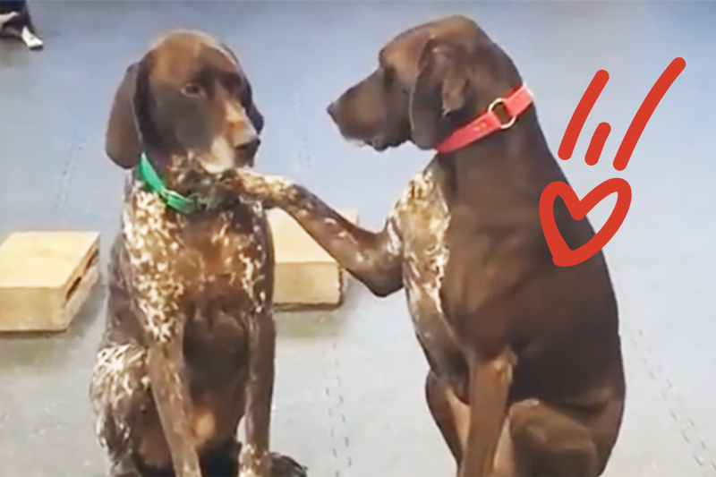 Meet Ruby, the Dog Who Pets Other Dogs at Daycare in Sweet Viral Video